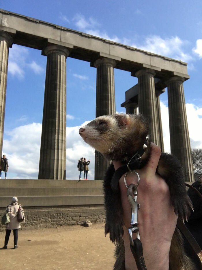 Guy Loses His Best Friend, Mom, Finds Peace By Quitting His Job And Traveling With His Pet Ferret