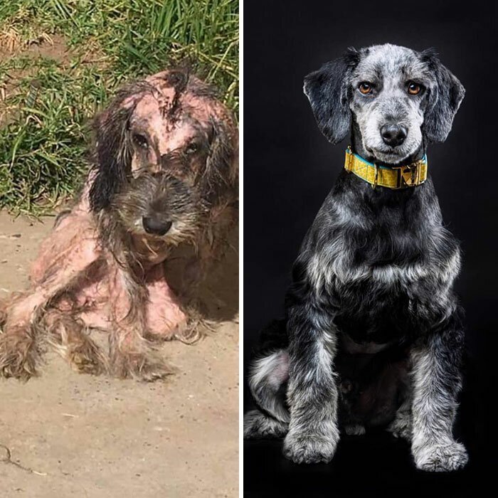 Guy Shares 28 Incredible Before & After Rescue Dog Transformations, Shows What Love Can Do