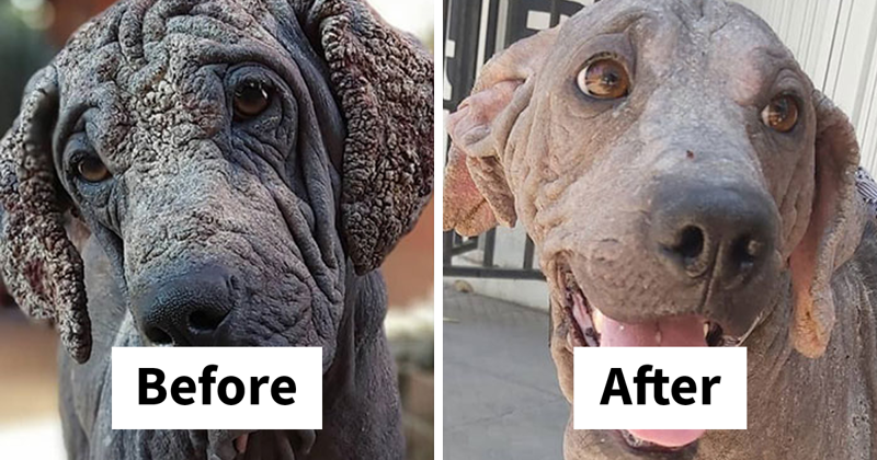 Guy Shares 28 Incredible Before & After Rescue Dog Transformations, Shows What Love Can Do