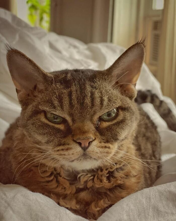 Woman Adopts A Cat That Looks Like She’s Ready To Kill You