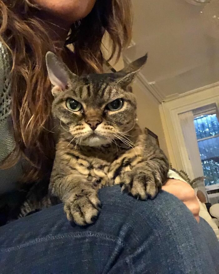 Woman Adopts A Cat That Looks Like She’s Ready To Kill You