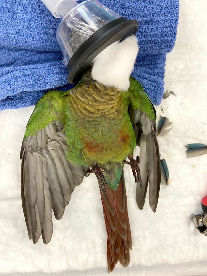 Vet Gives Parrot New Wings After Someone Severely Trimmed Them To Stop It From Flying Away