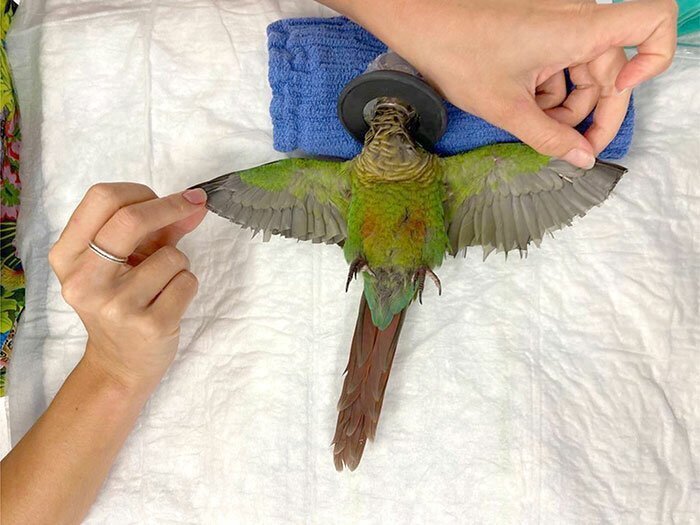 A vet helped Wei Wei fly again by fixing its wings while it slept