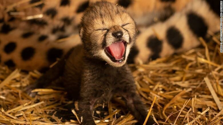Two cheetah cubs were born for the first time by IVF