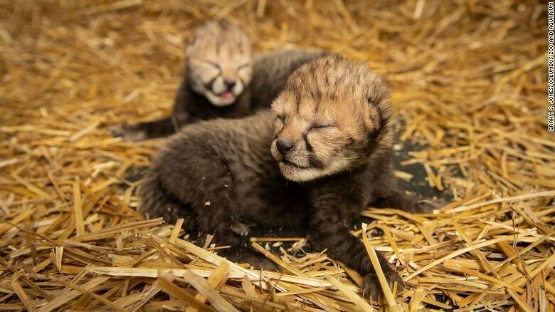 Two cheetah cubs were born for the first time by IVF