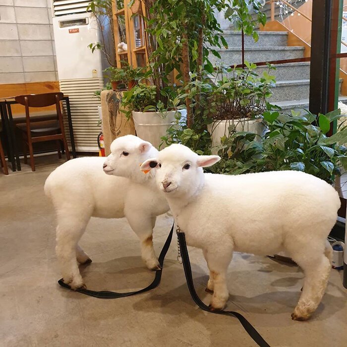 These two lambs of the cafe are named William and Bentley