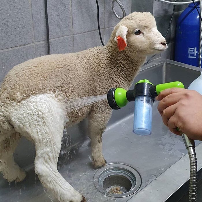 Recently, these photos of a lamb getting bathed went viral