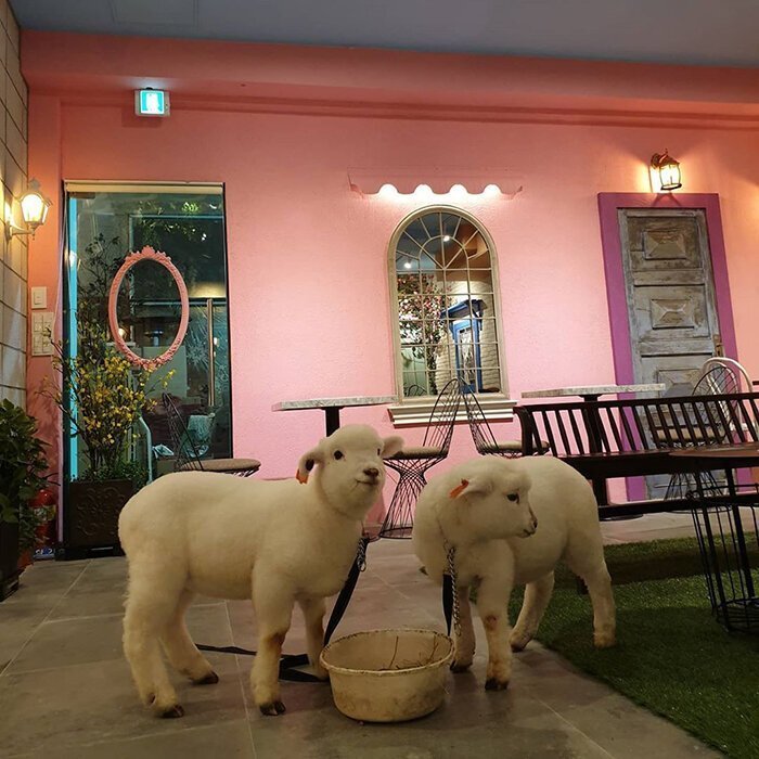 It is one of the first animal cafes in Korea, which gained popularity back in 2015, as it was the year of the sheep