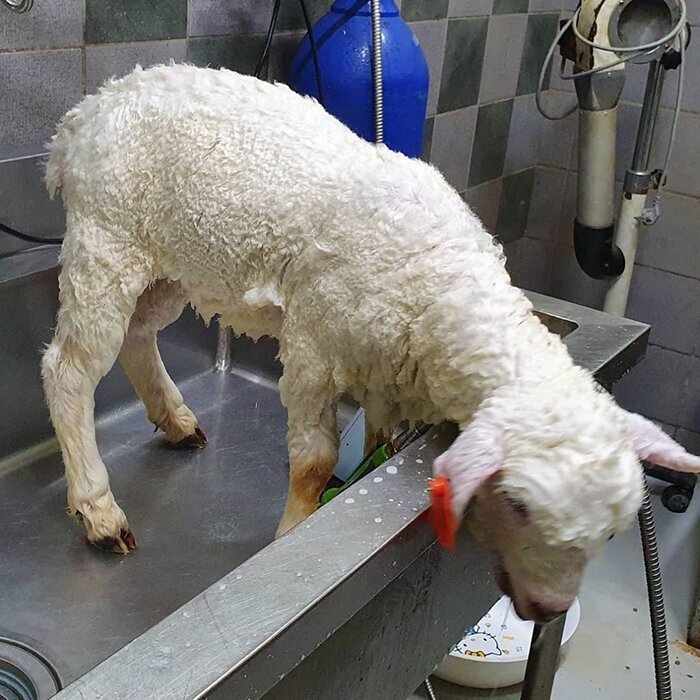 The photos show a beautiful beige sheep getting groomed