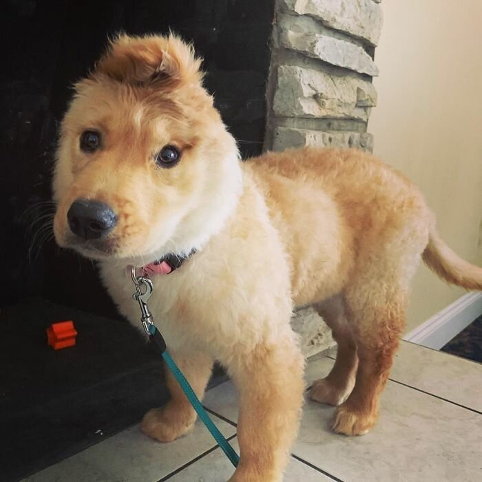 An Accidental Injury At Birth Left This Puppy With One Ear And She Rocks Her Unicorn Look