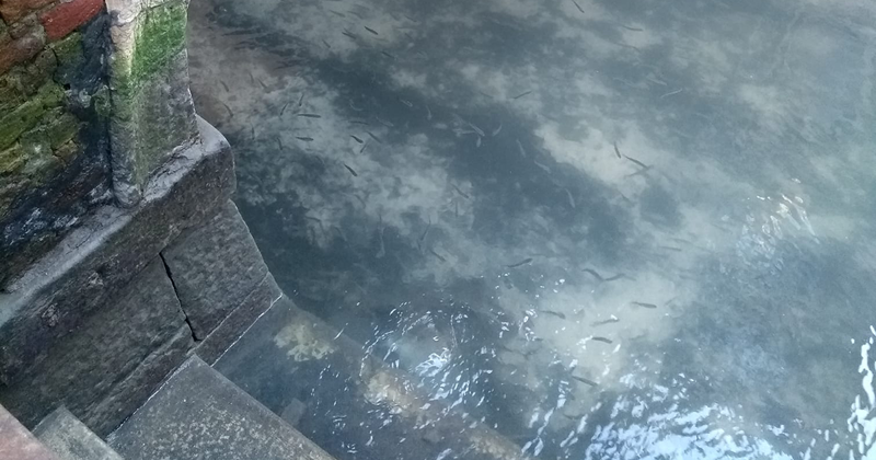 Water In Venice Canals Goes Crystal Clear After Coronavirus Lockdown