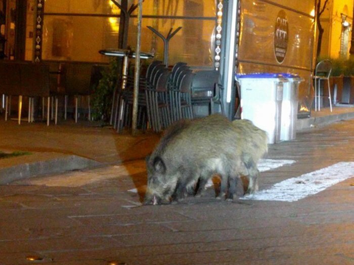 Animals Invade Cities As People Quarantine Themselves At Home