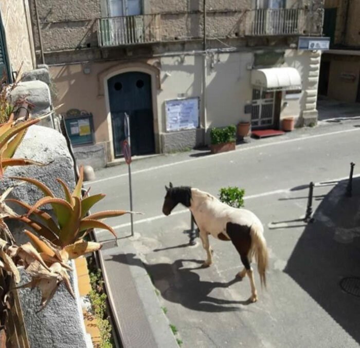 Another Italian reported another animal on the loose: “In my hometown, a random horse appears”