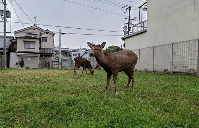 Animals Invade Cities As People Quarantine Themselves At Home