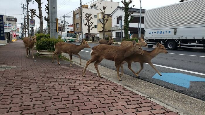 Animals Invade Cities As People Quarantine Themselves At Home