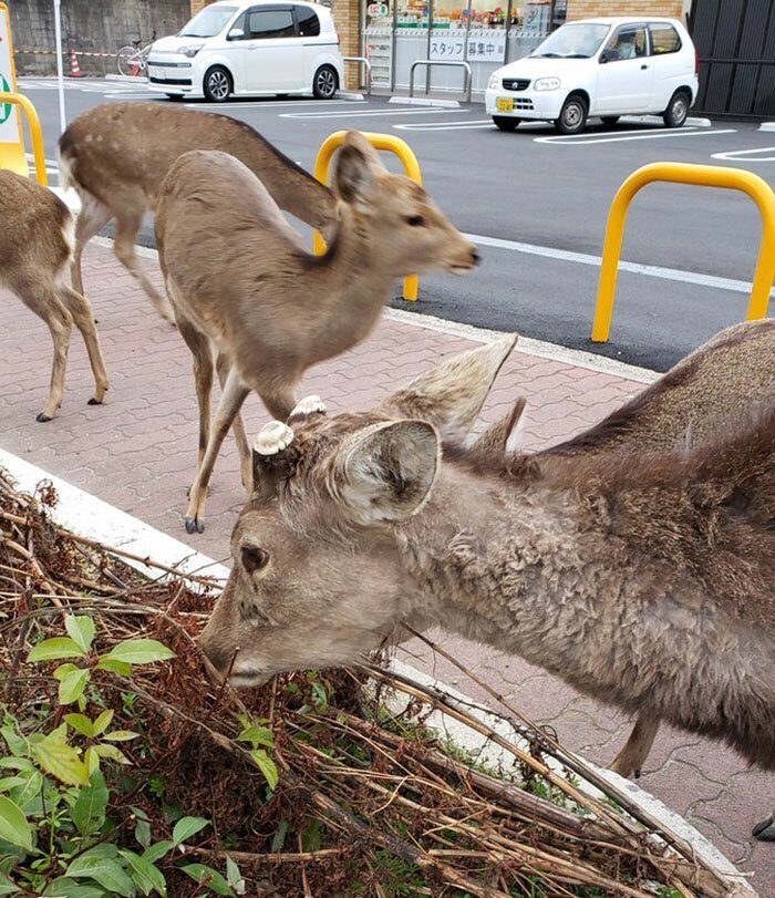 Animals Invade Cities As People Quarantine Themselves At Home