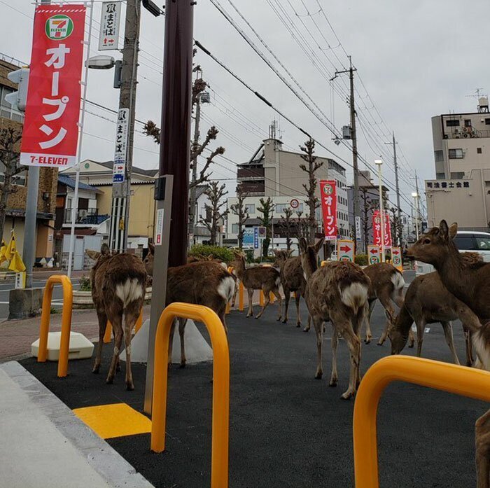 Animals Invade Cities As People Quarantine Themselves At Home