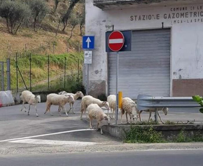 A fellow Italian responded with a picture of sheep roaming the streets