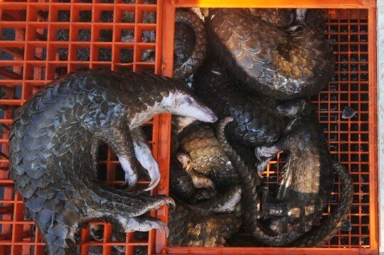 Pangolins are considered a delicacy in China and their scales are used in traditional medicine 