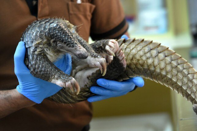 Similar strains of coronavirus have been found in smuggled pangolins 
