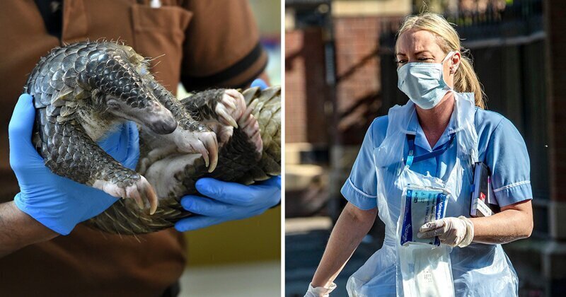 Pangolins could be ‘missing link’ allowing coronavirus to jump from bats to humans