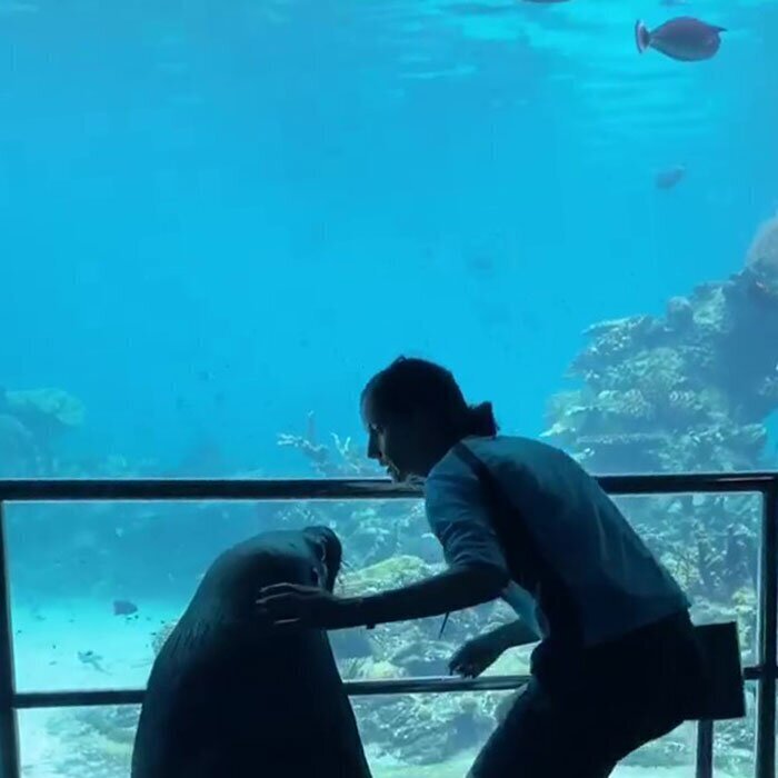 This Sea World Shares The Adventures Of A Sea Lion Who Gets To Visit Other Animals At The Oceanarium