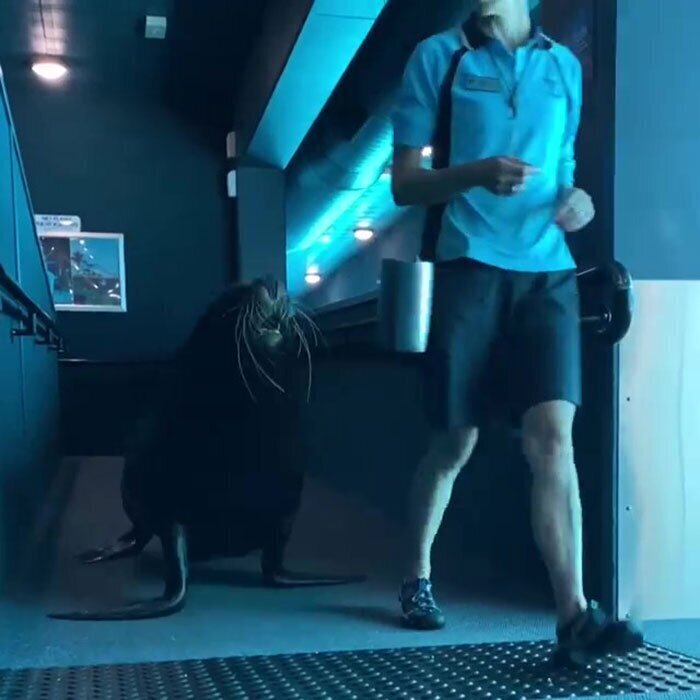 Recently, Sea World in Australia went viral for taking a sea lion named Birri Junior out for an adventure