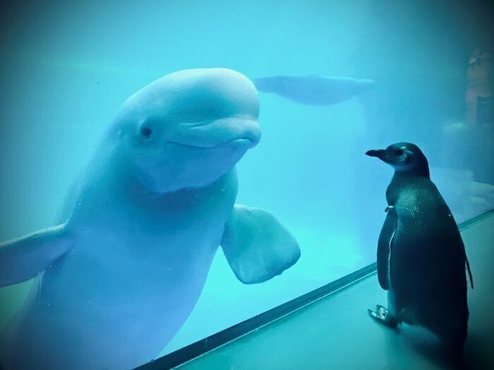 Penguins Meet Beluga Whales In A Closed Aquarium And It’s Adorable How Curious They Are