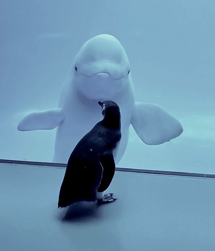 Penguins Meet Beluga Whales In A Closed Aquarium And It’s Adorable How Curious They Are