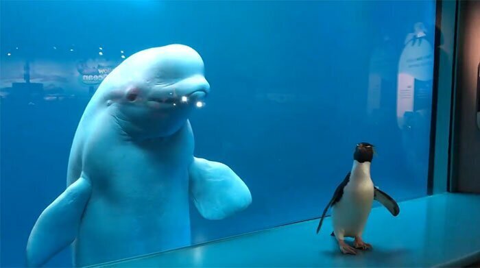 Penguins Meet Beluga Whales In A Closed Aquarium And It’s Adorable How Curious They Are