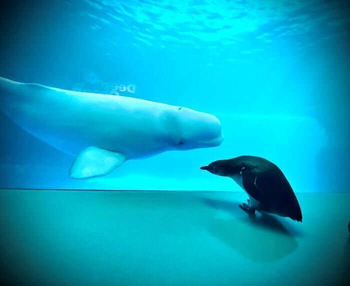 Penguins Meet Beluga Whales In A Closed Aquarium And It’s Adorable How Curious They Are