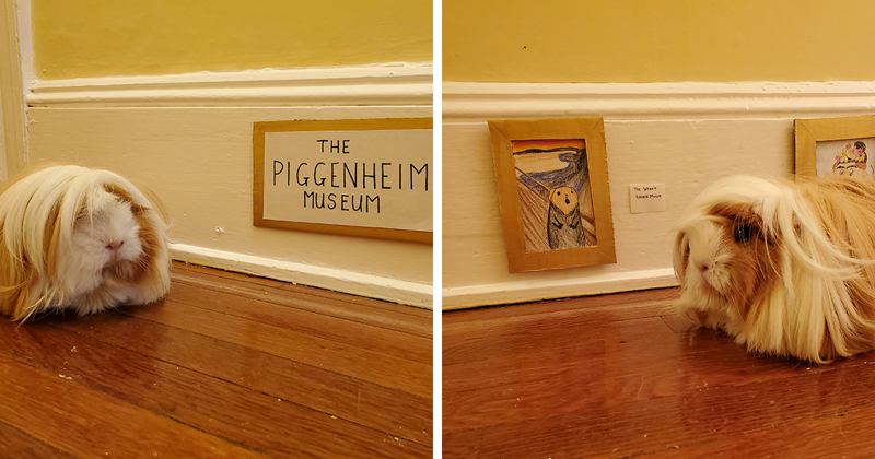 I’ve Made A Fine Art Museum For My Guinea Pig, And She Seems To Have Enjoyed It