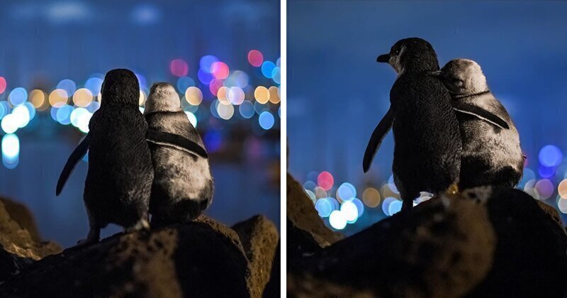 Photographer Captures A Shot Of Two Widowed Penguins Overlooking The Melbourne Skyline Together