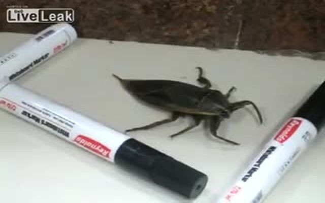 Огромный таракан 