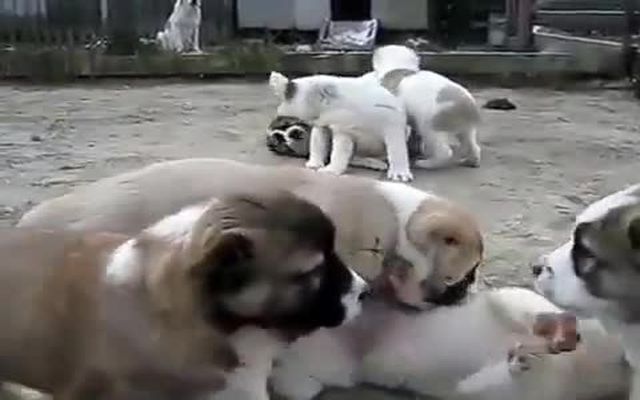 Азиатский замес 