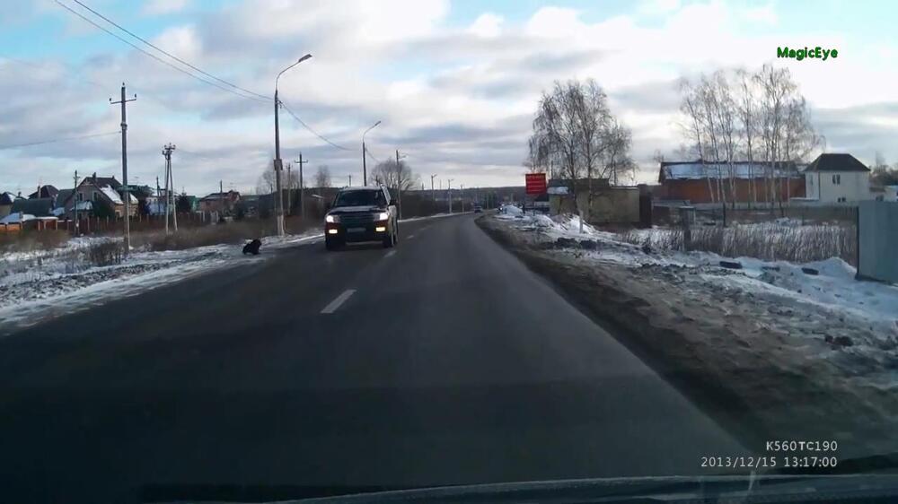 Четвероногий скрылся с места ДТП 
