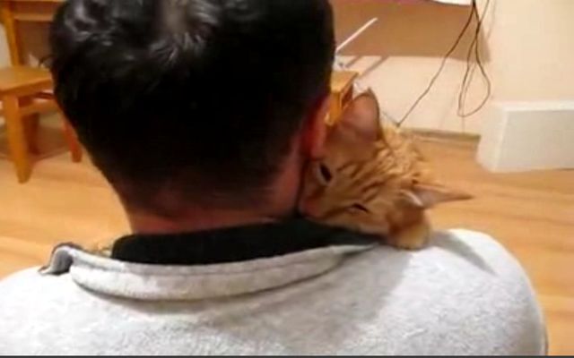 Кот, который любит обниматься 