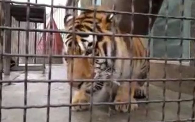 Атака тигра 