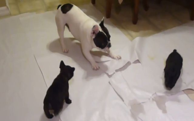 Бульдог играет со своими 6-недельными щенками 