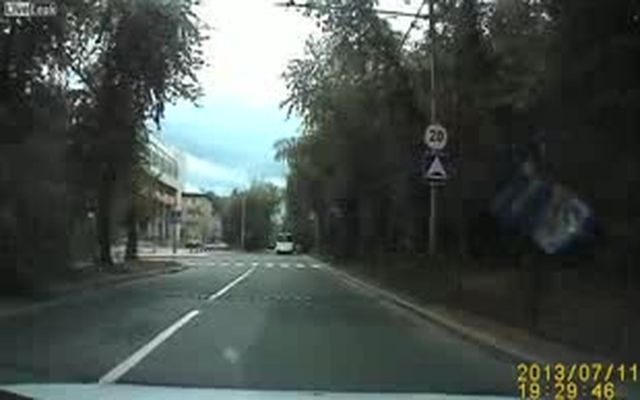 Грамотный голубь переходит дорогу 