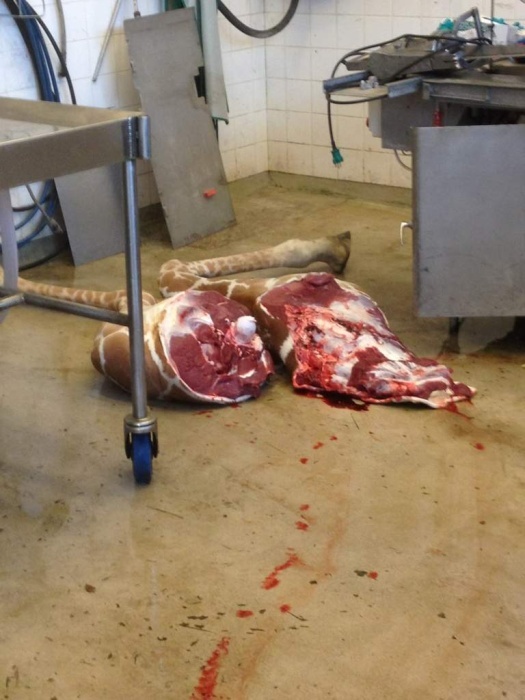 Жестокое убийство жирафа Мариуса сотрудниками зоопарка в Дании
