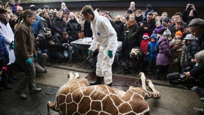 Жестокое убийство жирафа Мариуса сотрудниками зоопарка в Дании