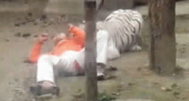 Китаец предложил себя на съедение тиграм