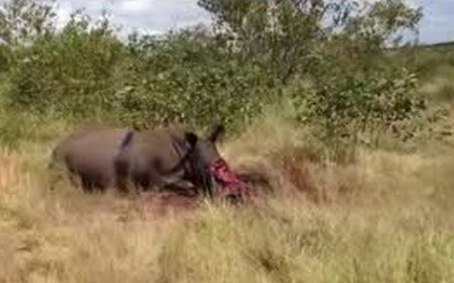 Раненого браконьерами носорога пришлось усыпить 