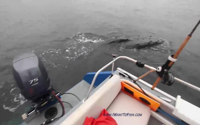 Встреча рыбака с огромным китом 