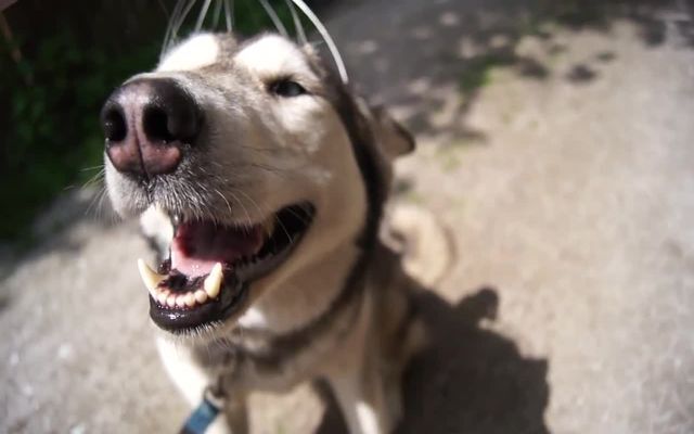 Самый счастливый пес в мире 