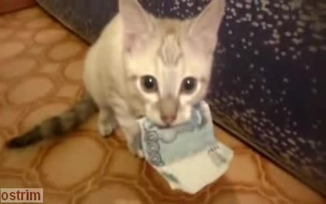 Жадный до денег котенок 