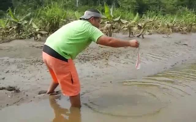 Кормление дикого крокодила с рук 