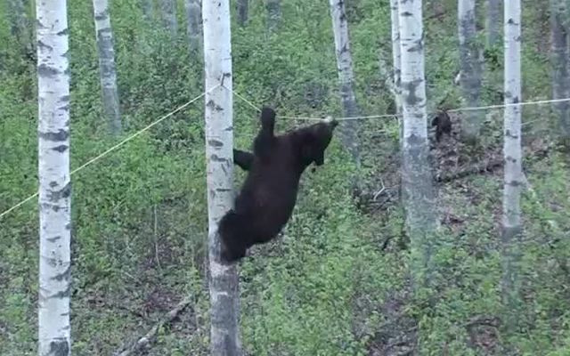 Голодный медведь-альпинист 