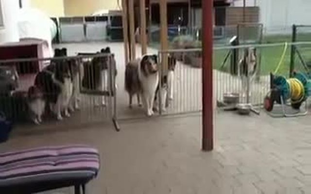 Как кушают самые воспитанные собаки 